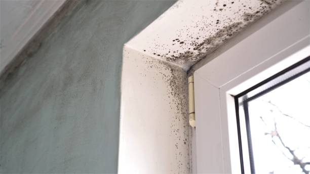 Best Emergency Mold Removal  in Italy, TX