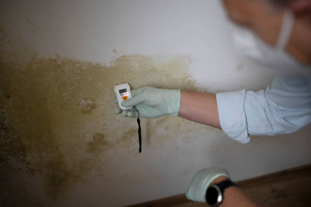 Best Home Mold Removal  in Italy, TX