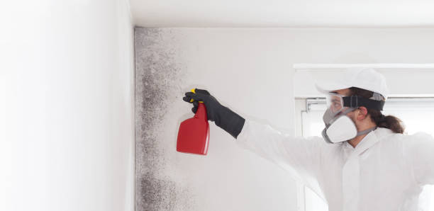 Mold Removal Process in Italy, TX