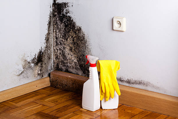 Best Local Mold Removal Service  in Italy, TX