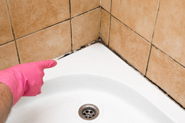 Best Fast Mold Removal  in Italy, TX