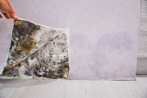 Mold Removal and Inspection in Italy, TX